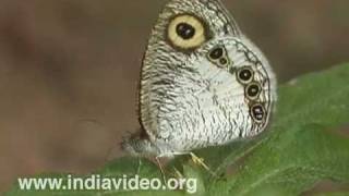 Common Five Ring or Ypthima baldus