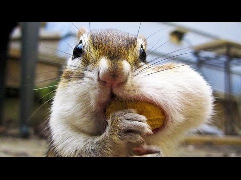 Cute and Funny Squirrel Compilation