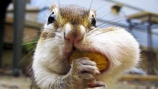 Best and funniest squirrel & chipmunk videos -