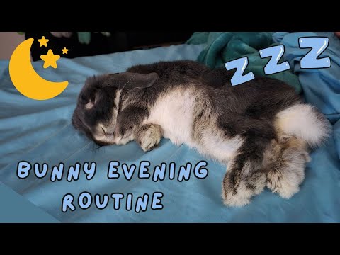 Bunny Bedtime Routine!