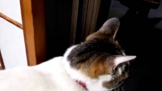 遊びに出たい愛猫(ハルちゃん)