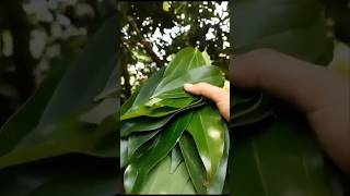 #Bay Leaf Harvesting |How to dry and store bay leaves at home #spices plant#youtubeshorts