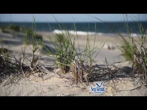 15 Second Science - Dune defenses