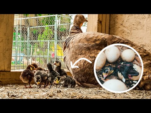 , title : 'Mama Turkey hatching out a load of Baby Chicks