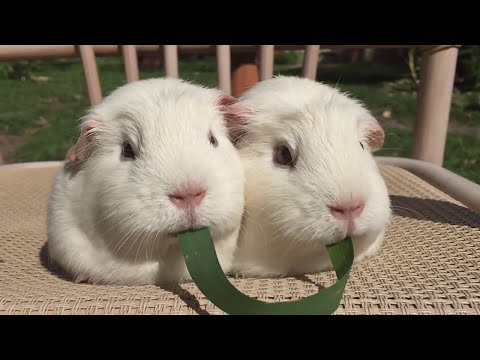 Two Guinea pigs and one blade of grass