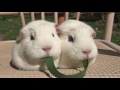 Guinea Pigs Play Tug Of War With Blade Of Grass