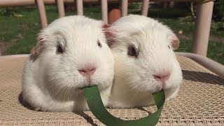 Guinea Pigs Play Tug-of-War With Blade of Grass