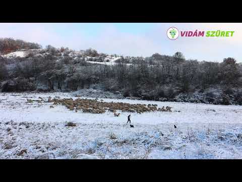 A juhok legeltetése, takarmányozása | Vidám Szüret