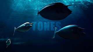 Sleep Tones & Ocean Sounds • Calming Underwater Atmosphere