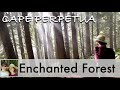 Hiking the Enchanted Forest of Cape Perpetua Scenic Area - Oregon Coast