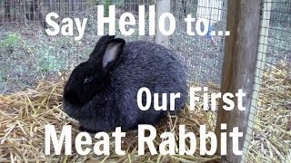 Say Hello to  Our First Meat Rabbit
