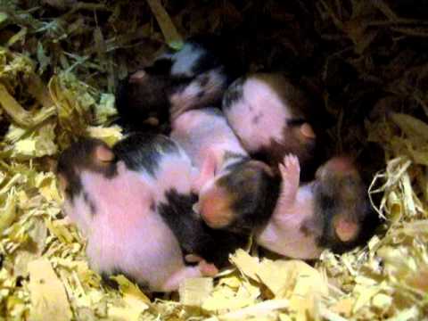 download lagu mp3 mp4 Baby Black Bear Hamster, download lagu Baby Black Bear Hamster gratis, unduh video klip Baby Black Bear Hamster