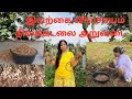 Nilakadalai Vivasayam நிலக்கடலை அறுவடை Groundnut Harvest Organic Farmi