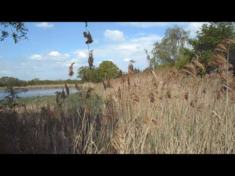 skokan zelený - Rana esculenta 1