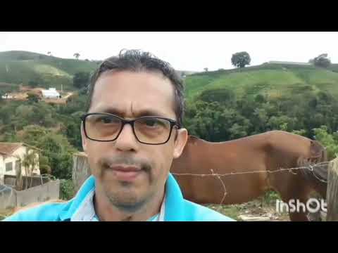Mostrando cafés,app,gados,pastos e córrego no Sul de Minas!#minasgeraisbrasil #vidanaroça #fazenda 