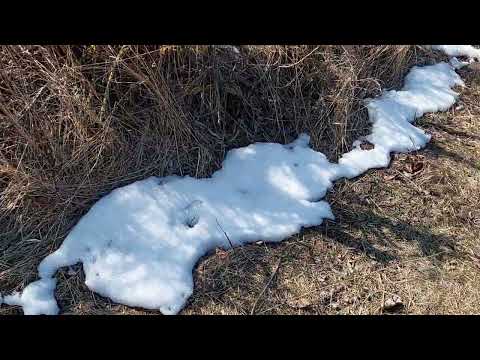 miclesti.... martie 2022