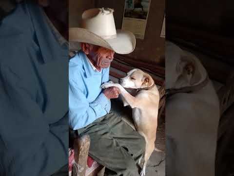 Fe Y Humildad: Un Abuelo Que Pide La Bendición De Dios Para El Trabajo Junto A Su Perro Fiel 😭🙏