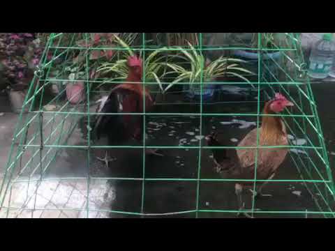 col givens hatch x gilmore