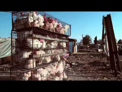 Cassper Nyovest ft  OkMalumKoolKat Gusheshe