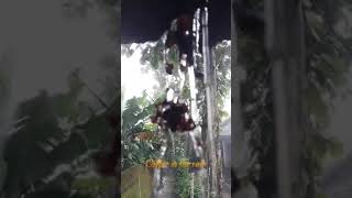 Download lagu story wa hujan|| caping gunung siho akustik mp3