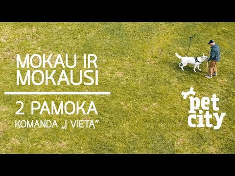 geriausias šunų maistas svorio netekimui: įvertinimai ir apžvalgos