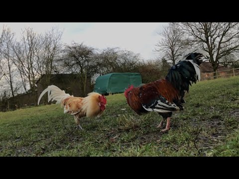 download lagu mp3 mp4 Free Range Cockerel, download lagu Free Range Cockerel gratis, unduh video klip Free Range Cockerel