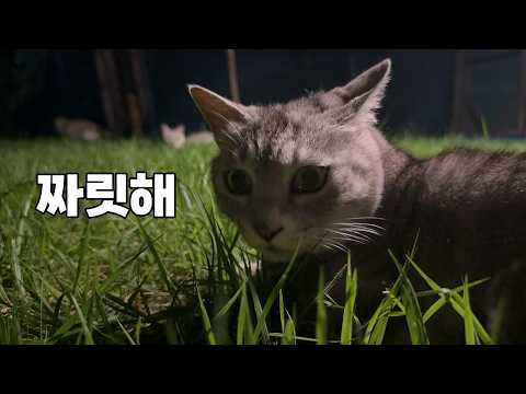 마당을 바꿔줬더니 고양이들 반응이 너무 좋아요