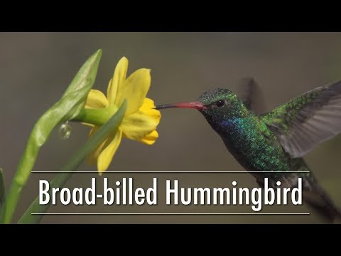 Broad-billed Hummingbird Feeding