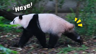 26.08.26 姨姨喜极而泣！成和叶的小尾巴又甩起来啦！