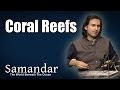 Coral Reefs - Rahul Sharma (Album: Samandar - The World Beneath The Ocean)