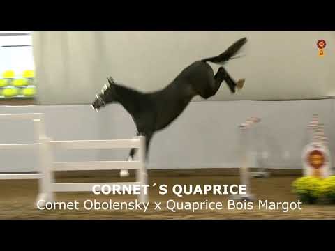 Cornet´s Quaprice (Cornet Obolensky x Quaprice Bois Margot)