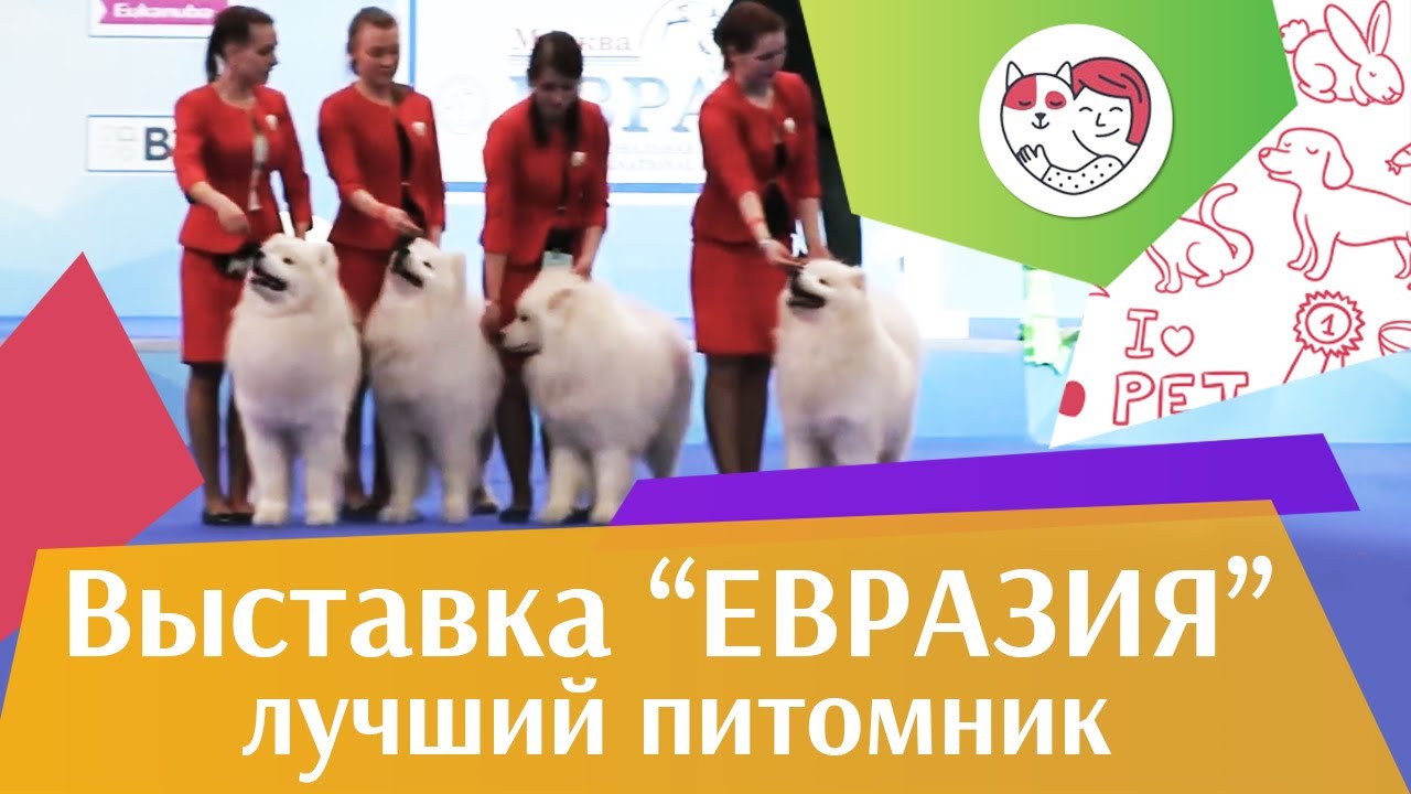 Best in show Лучший питомник 18 марта на Евразии 17 ilikepet