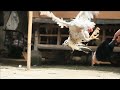 Boneka Ayam Jago