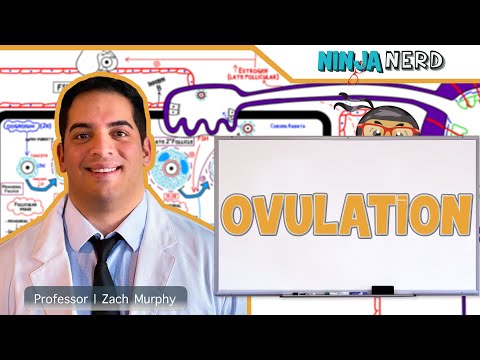 Female Reproductive Cycle | Ovulation