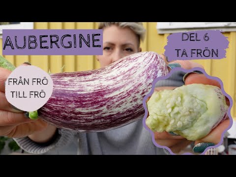 AUBERGINE - Från frö till frö - Del 6: Ta frön