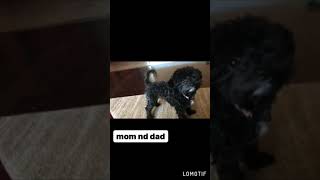 Chipoo Puppies Videos