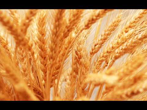 Kto ze łzami sieje (PBT 427)