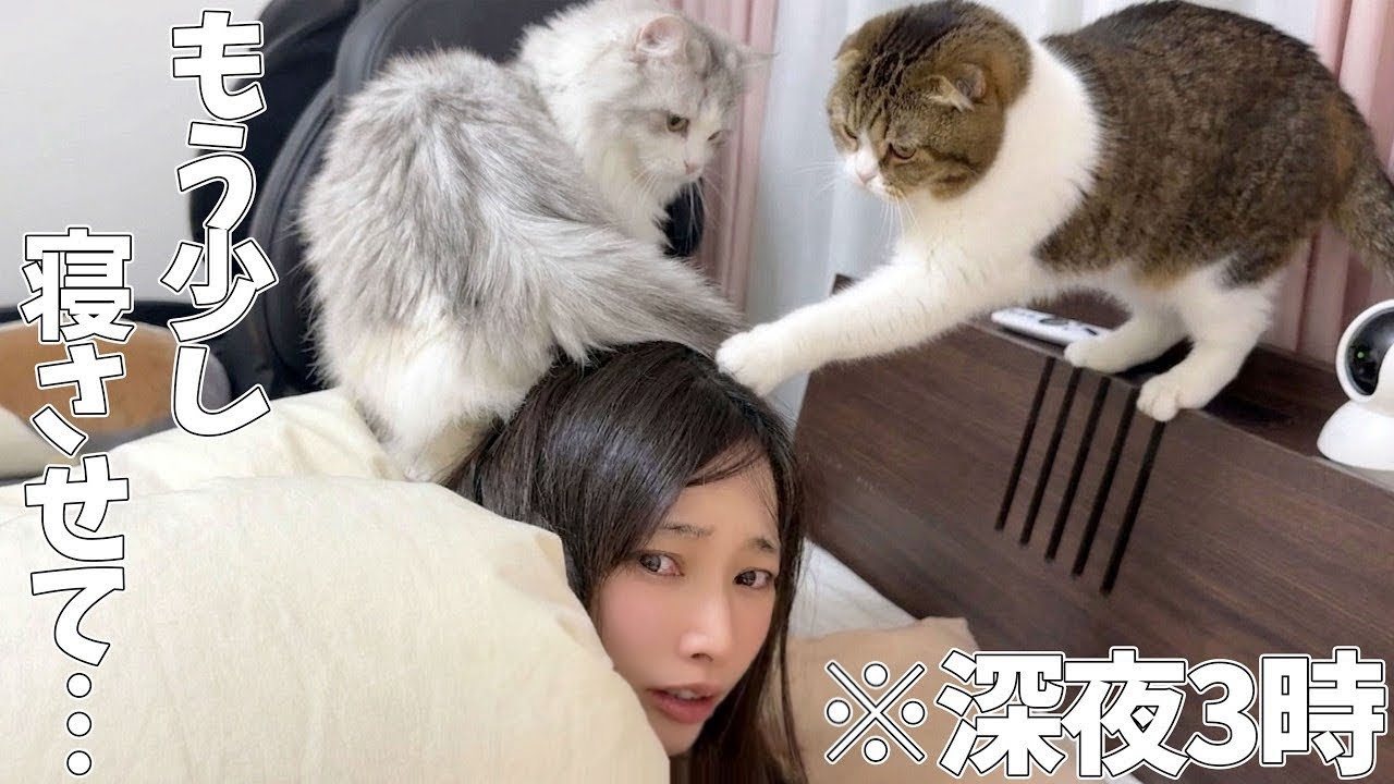 深夜3時に子猫に踏まれて、パパ猫に叩かれて起こされました…