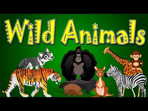 Interesting Wild Animals name  and Sounds | Learn wild animal cartoon Education for kids@ Kid2teentv Video