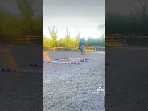 14.2hh pony - Image 2