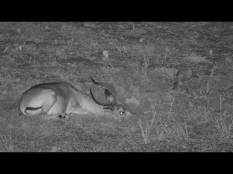 Djuma: Resting Impalas - 04:19 - 03/06/2022