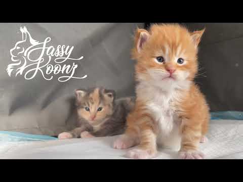 Maine Coon Kittens - Ridiculous Amount of Cute