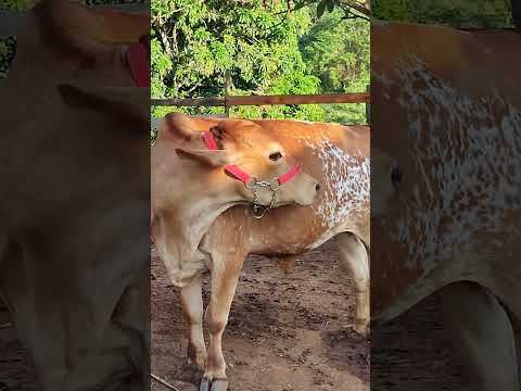 #roça #caipira #aroçavenceu #pecuaria #vidanaroça #simplicidade #vidanocampo #vlog #agro