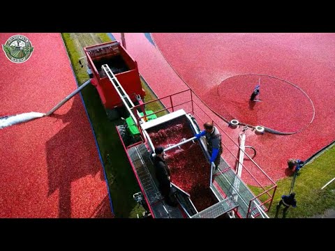814 Million Pounds Of Cranberries Harvested By American Farmers This Way | Agriculture Technology