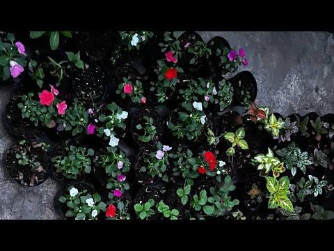 Difficulties of having a nursery🌱what no one tells you🌳