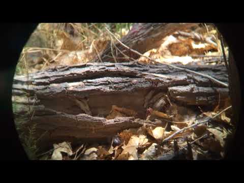 Postriežkar sivohrdlý (Myiarchus cinerascens) — hlas a správanie v prírode