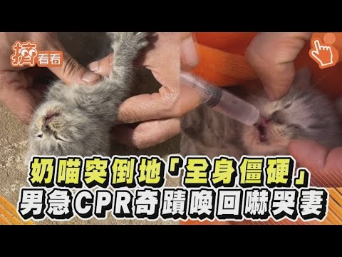 猫死