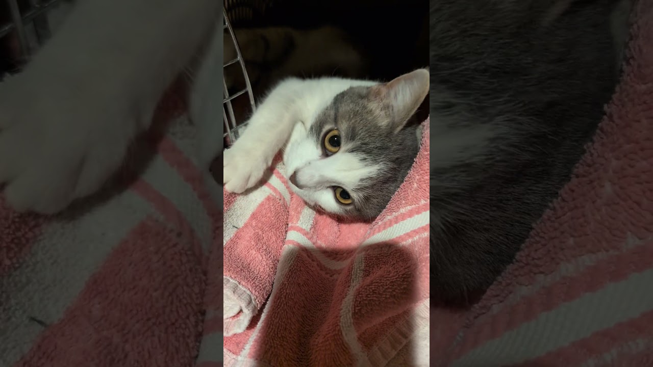 Stanley, a Adoptable Domestic Short Hair in Fairview Heights, IL video 2/6