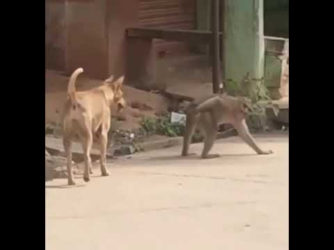 Un chien croise un singe