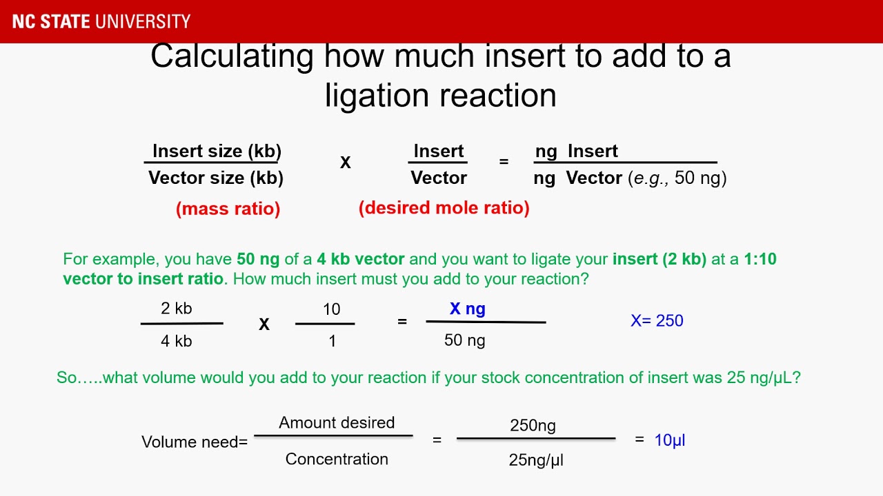 Ligation and Transformation